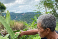 Panen Buah Naga Bapak Odang Tunjukkan Kekuatan Pemberdayaan Zakat BAZNAS