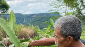 Panen Buah Naga Bapak Odang Tunjukkan Kekuatan Pemberdayaan Zakat BAZNAS