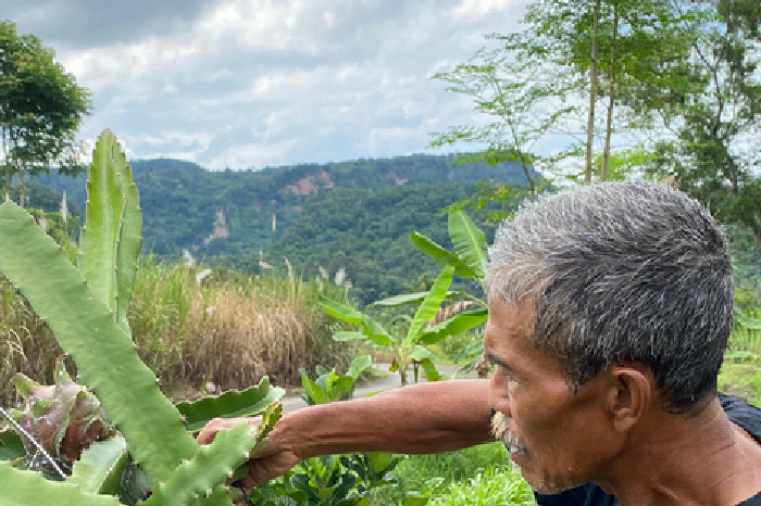 Panen Buah Naga Bapak Odang Tunjukkan Kekuatan Pemberdayaan Zakat BAZNAS